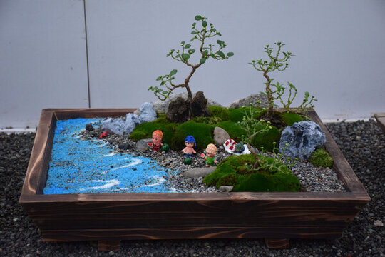 日本菊花展盆景