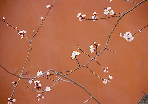 杏花盛開(kāi)美如畫(huà)