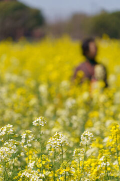 油菜花田