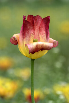 郁金香花朵特寫(xiě)