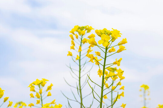 田野油菜花