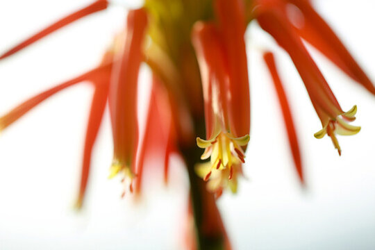 蘆薈開(kāi)花特寫(xiě)
