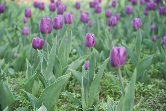 國家植物園郁金香花盛開