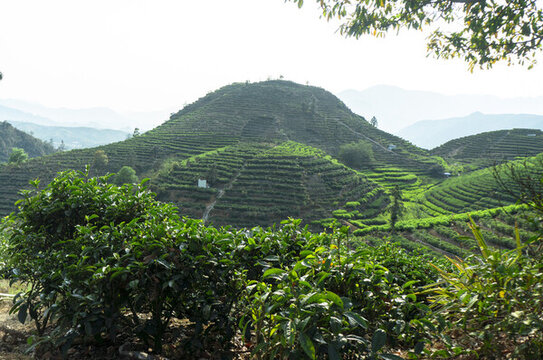 鳳凰單樅茶山