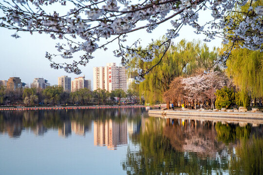 玉淵潭公園櫻花季
