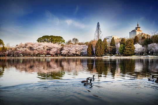 玉淵潭公園櫻花季