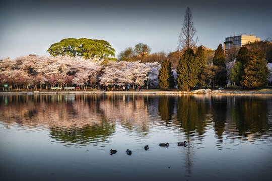玉淵潭公園櫻花季