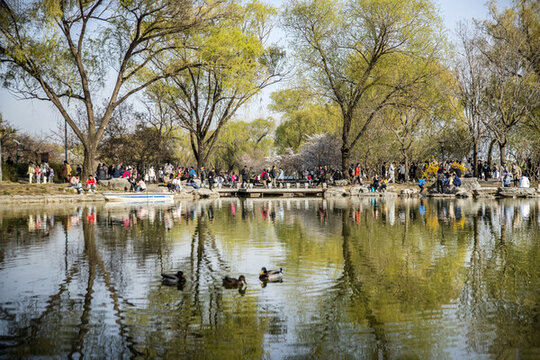 玉淵潭公園櫻花季