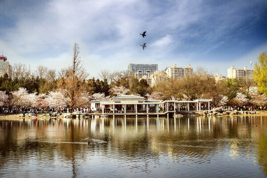 玉淵潭公園櫻花季