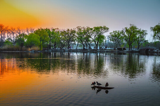 玉淵潭公園櫻花季