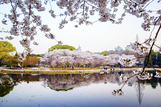 玉淵潭公園櫻花季