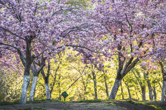 玉淵潭公園櫻花季