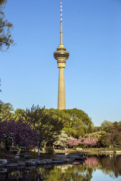 玉淵潭公園櫻花季