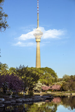 玉淵潭公園櫻花季