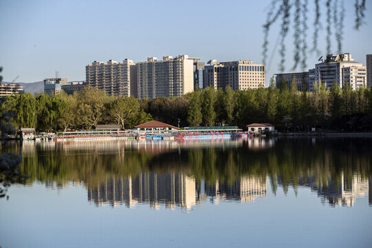 玉淵潭公園櫻花季