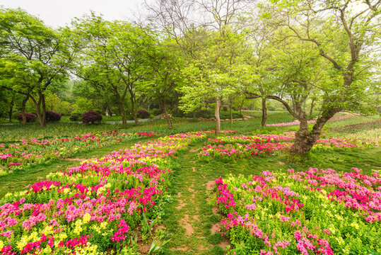 南京中山植物園風(fēng)景