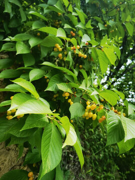 櫻桃樹(shù)