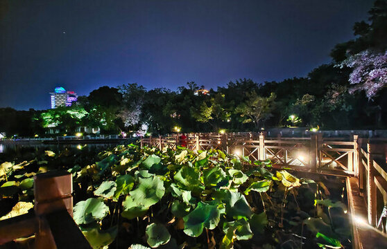 南寧南湖公園風(fēng)光