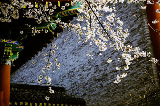 春到古寺