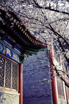 春到古寺