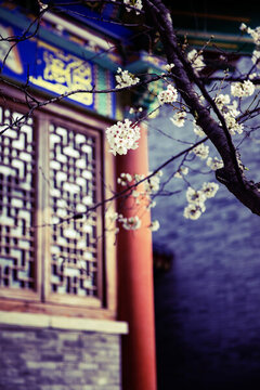 春到古寺