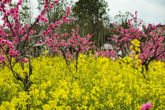 桃花桃花園