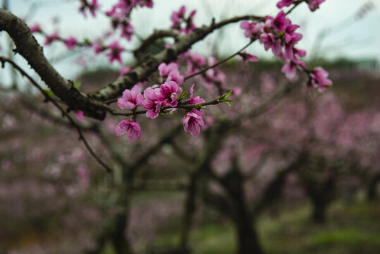 桃花桃花園