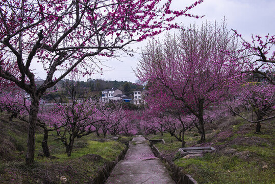 桃花桃花園