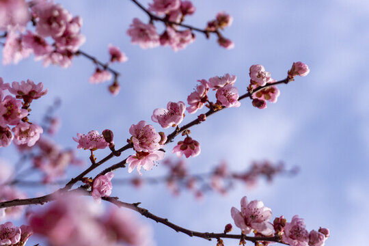 桃花