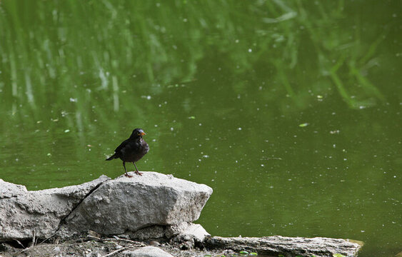 烏鶇鳥(niǎo)