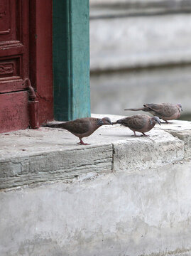 斑鳩