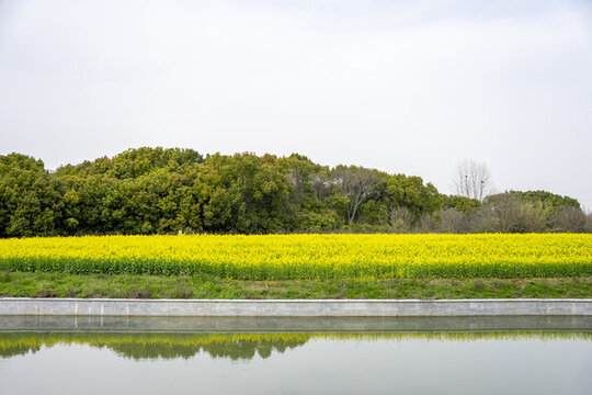 春天河邊盛開的油菜花田