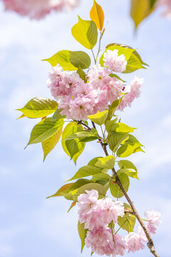 春天盛開(kāi)的關(guān)山櫻
