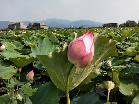 荷花蓮葉