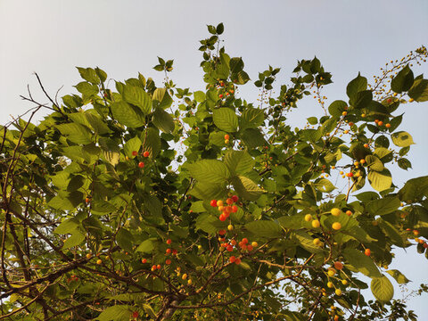 紅櫻桃