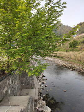 楓楊開(kāi)花與河水