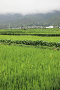 稻田