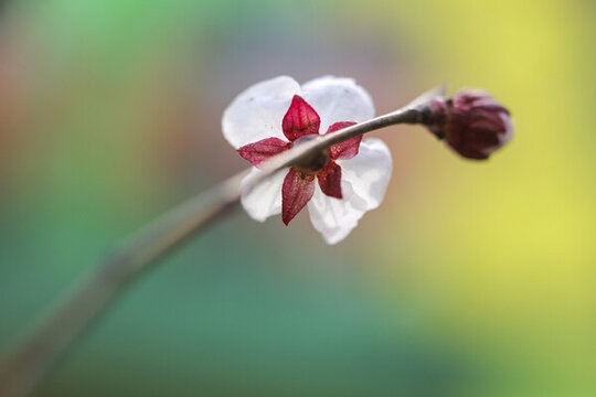 山桃花