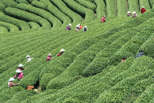 采茶