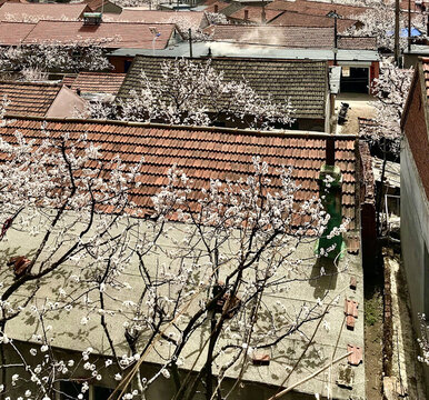 杏花與炊煙