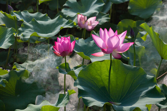 霧荷