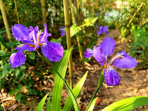 鳶尾花