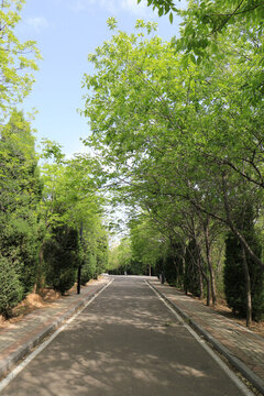 公園小路