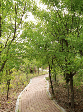 公園小路