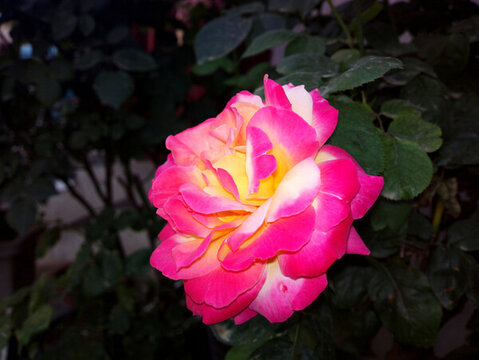 月季花