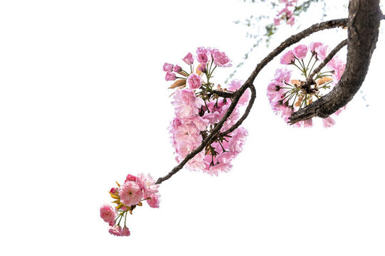 高清美丽的樱花图片