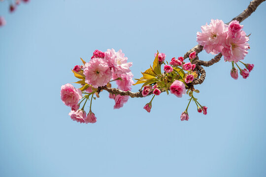 盛开的樱花枝图片
