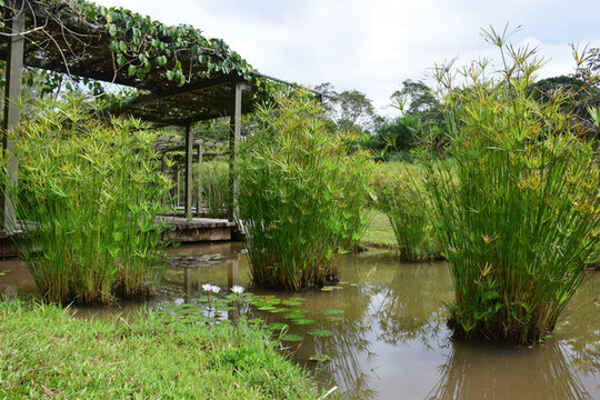 西雙版納國家植物園一景