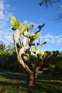西雙版納國(guó)家植物園仙人掌