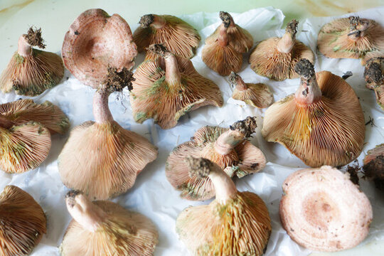 樅樹菌